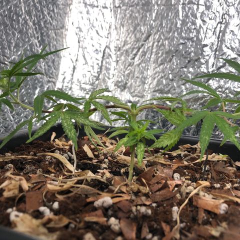 Preensed growlog photo: Retirada de folhas com manchas brancas