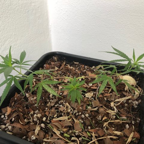Preensed growlog photo: Retirada de folhas com manchas brancas