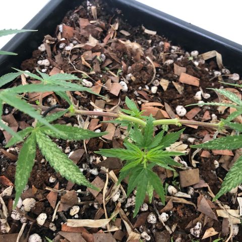 Preensed growlog photo: Retirada de folhas com manchas brancas