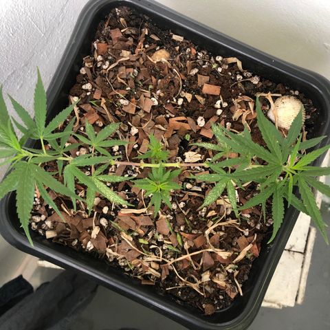 Preensed growlog photo: Retirada de folhas com manchas brancas