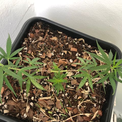 Preensed growlog photo: Retirada de folhas com manchas brancas
