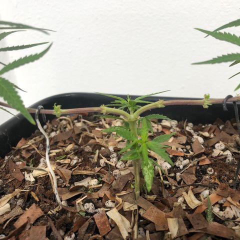 Preensed growlog photo: Planta está respondendo bem a poda, hoje tive um acidente no manejo quebrei um dos galhos menores, porém ele ficou preso por uma lasca, coloquei uma fita e espero que ela consiga cicatrizar e não perder esse galho.