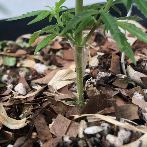 Preensed growlog photo: Planta está respondendo bem a poda, hoje tive um acidente no manejo quebrei um dos galhos menores, porém ele ficou preso por uma lasca, coloquei uma fita e espero que ela consiga cicatrizar e não perder esse galho.