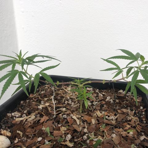 Preensed growlog photo: Planta está respondendo bem a poda, hoje tive um acidente no manejo quebrei um dos galhos menores, porém ele ficou preso por uma lasca, coloquei uma fita e espero que ela consiga cicatrizar e não perder esse galho.