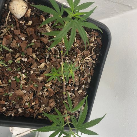 Preensed growlog photo: Planta está respondendo bem a poda, hoje tive um acidente no manejo quebrei um dos galhos menores, porém ele ficou preso por uma lasca, coloquei uma fita e espero que ela consiga cicatrizar e não perder esse galho.