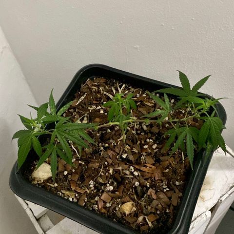 Preensed growlog photo: Atualizando as fotos, não estou tendo como acompanhar o crescimento de perto.
