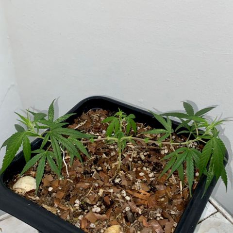 Preensed growlog photo: Atualizando as fotos, não estou tendo como acompanhar o crescimento de perto.
