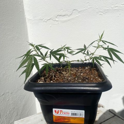 Preensed growlog photo: Crescimento lento, porém saudável, vou começar com o adubo em breve.
