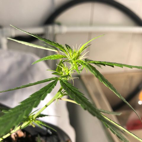 Preensed growlog photo: Planta iniciando a Floração, estou fazendo podas das folhas maiores para poder desenvolver os brotos e abrir área para a luz