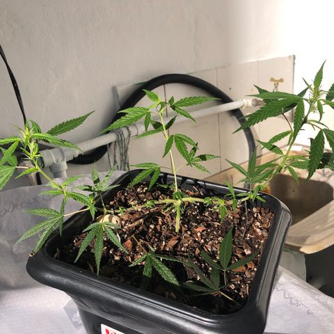 Preensed growlog photo: Planta iniciando a Floração, estou fazendo podas das folhas maiores para poder desenvolver os brotos e abrir área para a luz