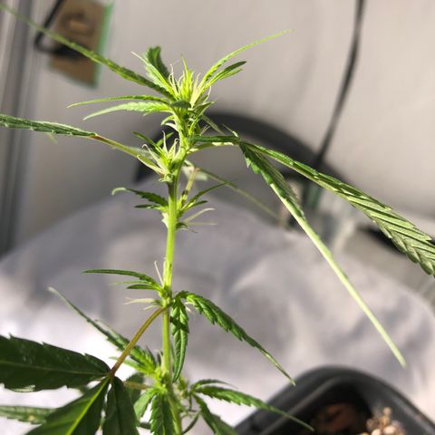 Preensed growlog photo: Planta iniciando a Floração, estou fazendo podas das folhas maiores para poder desenvolver os brotos e abrir área para a luz