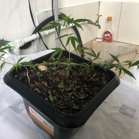 Preensed growlog photo: Bom desenvolvimento 
