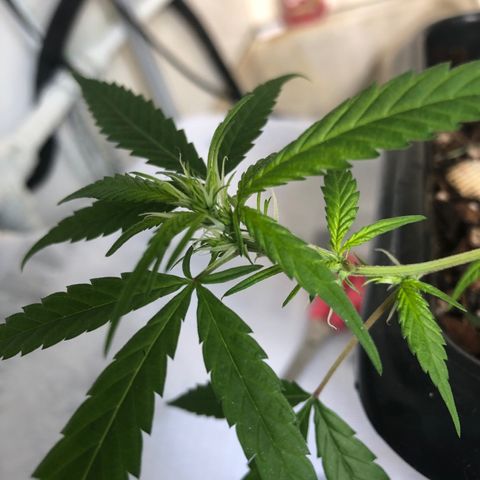 Preensed growlog photo: Bom desenvolvimento 