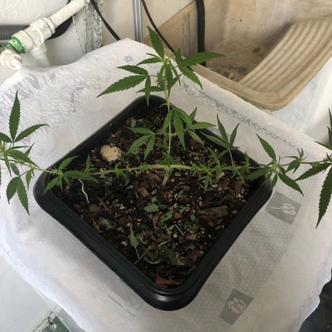 Preensed growlog photo: Bom desenvolvimento 