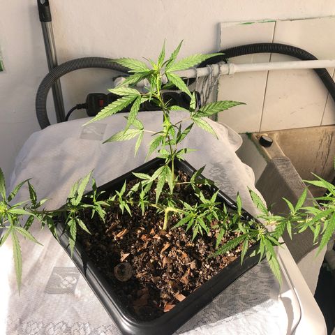 Preensed growlog photo: Pré floração.