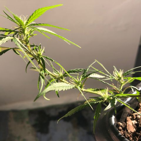 Preensed growlog photo: Pré floração.
