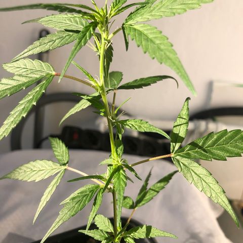 Preensed growlog photo: Pré floração.