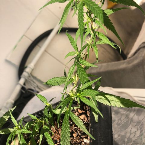 Preensed growlog photo: Pré floração.