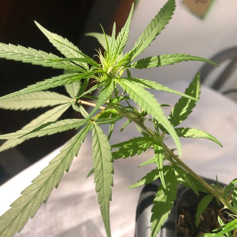 Preensed growlog photo: Pré floração.