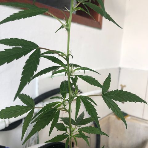 Preensed growlog photo: Atualizando 