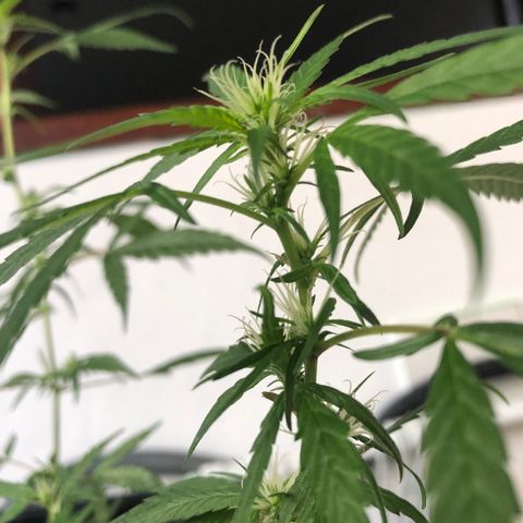 Preensed growlog photo: Atualizando 