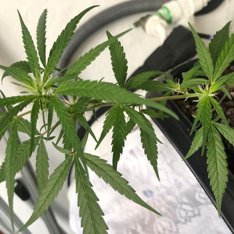 Preensed growlog photo: Atualizando 