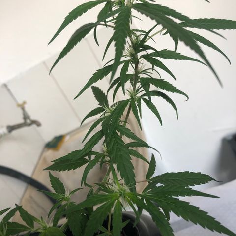 Preensed growlog photo: Atualizando 