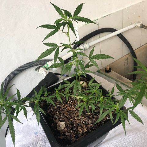 Preensed growlog photo: Atualizando 