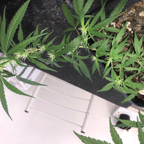 Preensed growlog photo: Atualização