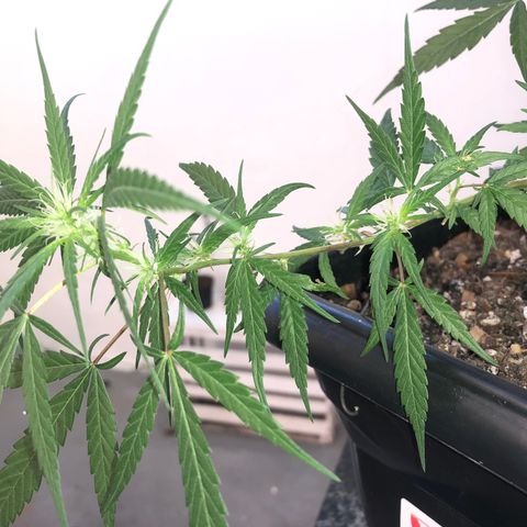 Preensed growlog photo: Atualização