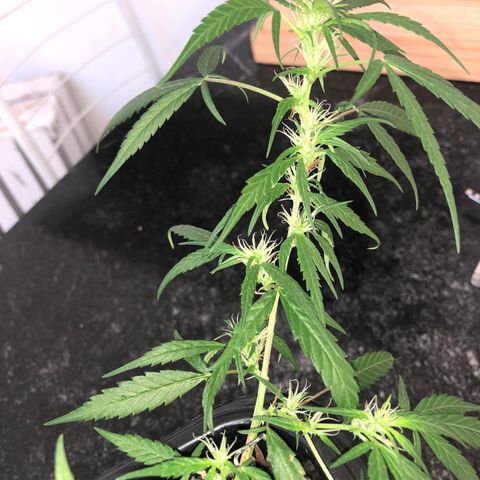 Preensed growlog photo: Atualização