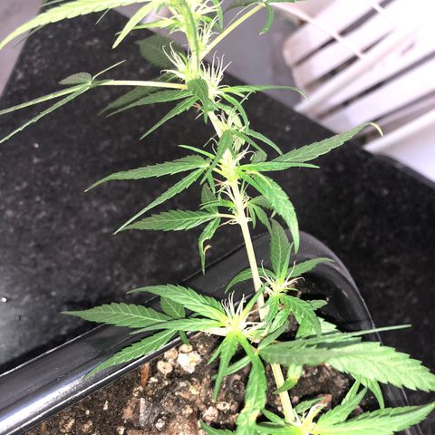 Preensed growlog photo: Atualização