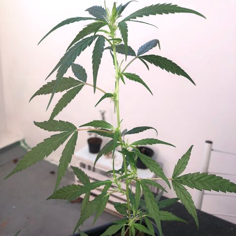 Preensed growlog photo: Atualização