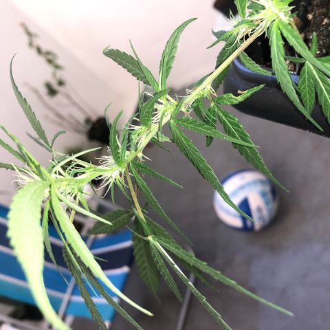 Preensed growlog photo: Atualização