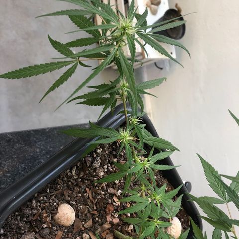 Preensed growlog photo: Atualização da flora