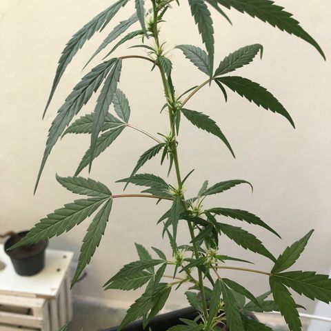 Preensed growlog photo: Atualização da flora
