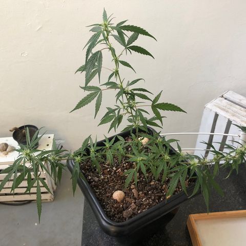 Preensed growlog photo: Atualização da flora