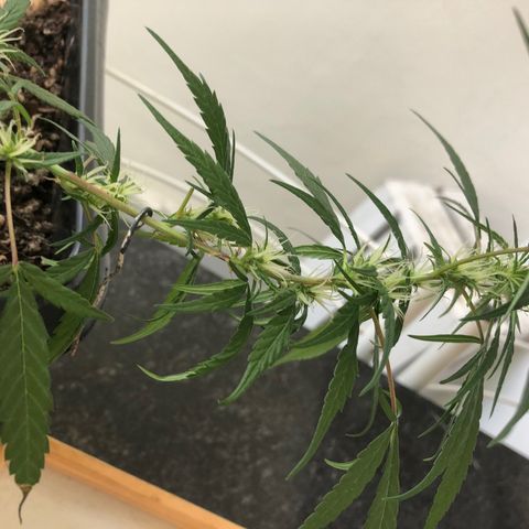 Preensed growlog photo: Atualização da flora