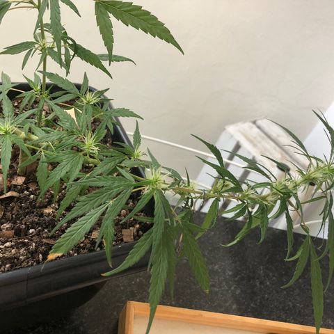 Preensed growlog photo: Atualização da flora