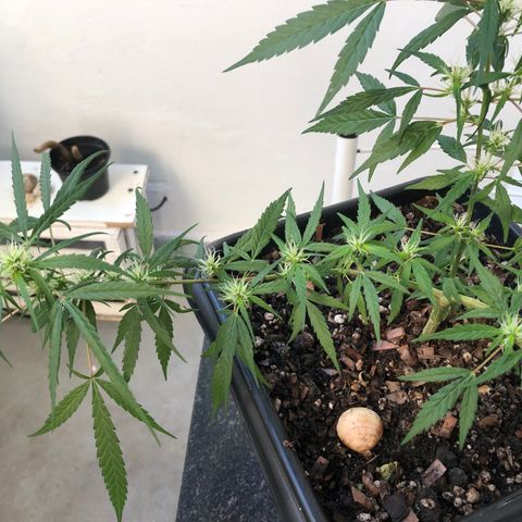 Preensed growlog photo: Rega com água, cultivo orgânico e adubação com chá de casca de banana .