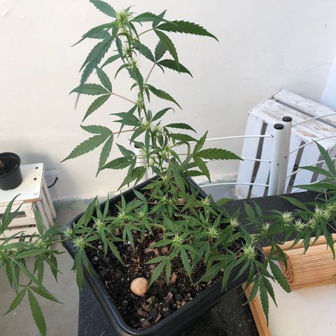 Preensed growlog photo: Rega com água, cultivo orgânico e adubação com chá de casca de banana .