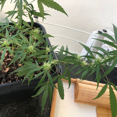 Preensed growlog photo: Rega com água, cultivo orgânico e adubação com chá de casca de banana .