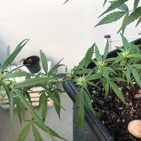 Preensed growlog photo: Rega com água, cultivo orgânico e adubação com chá de casca de banana .
