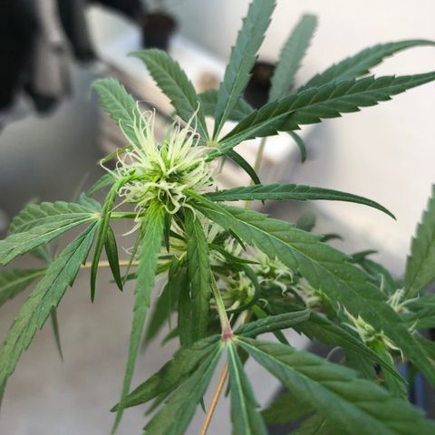Preensed growlog photo: Rega com água, cultivo orgânico e adubação com chá de casca de banana .