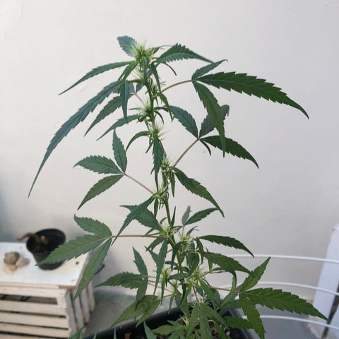 Preensed growlog photo: Rega com água, cultivo orgânico e adubação com chá de casca de banana .