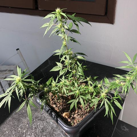 Preensed growlog photo: Atualizando 