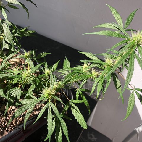 Preensed growlog photo: Atualizando 