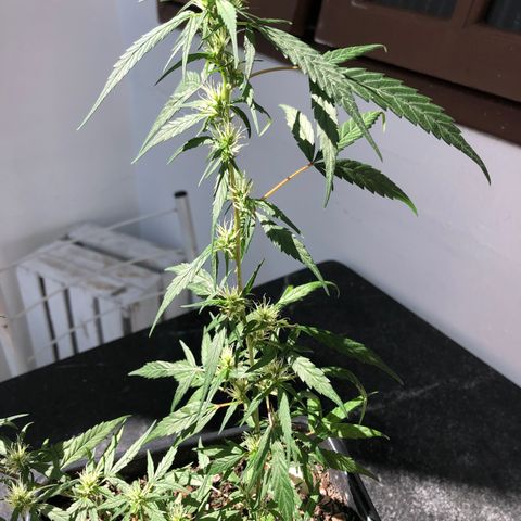 Preensed growlog photo: Atualizando 