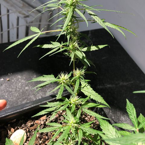 Preensed growlog photo: Atualizando 