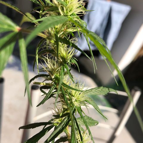 Preensed growlog photo: Atualizando 